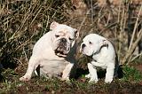 BULLDOG ANGLAIS 062